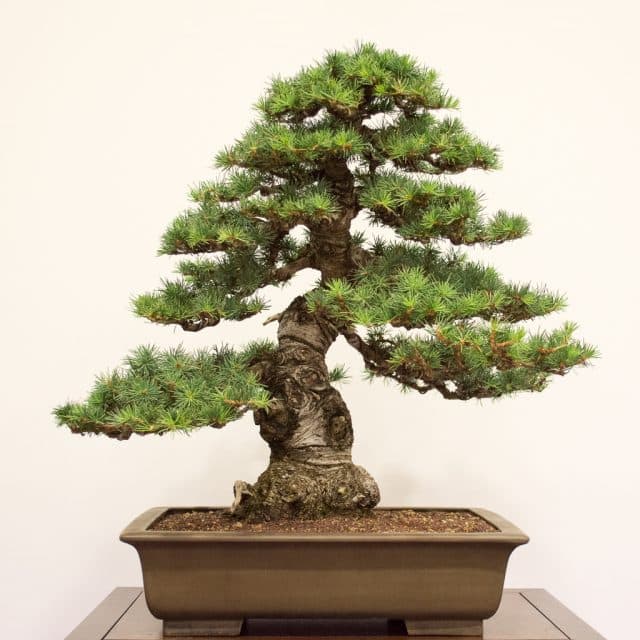 Redwood Empire 33rd Annual Exhibit - Bonsai Tonight