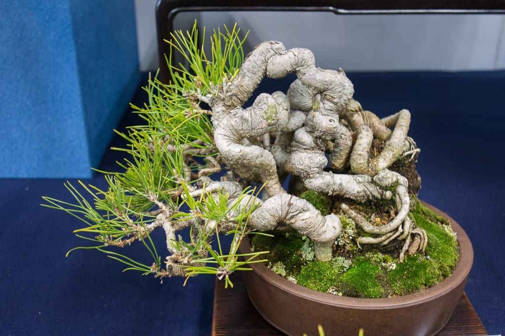 Exposed Root Black Pines At The Green Club Bonsai Tonight