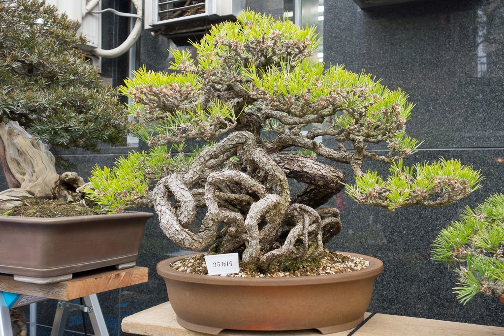 Exposed Root Black Pines At The Green Club Bonsai Tonight