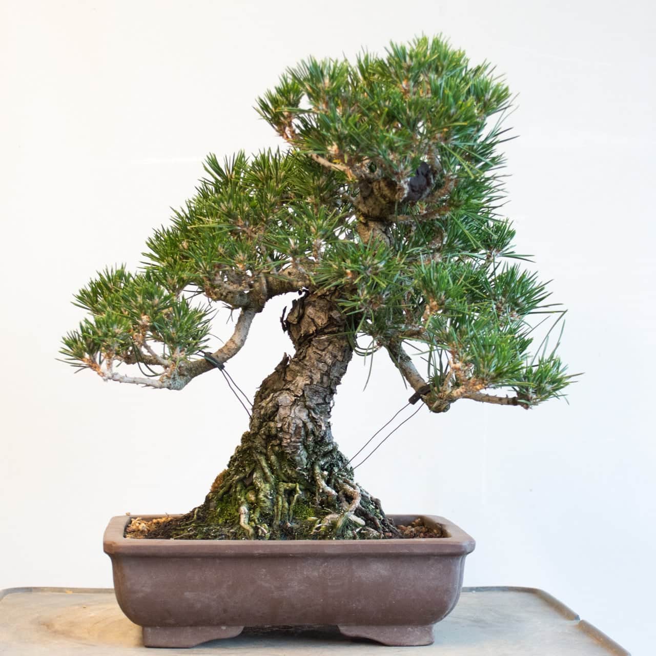 Sales Trees - Bonsai Tonight