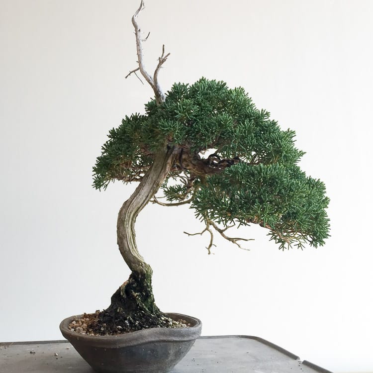 Sales Trees - Bonsai Tonight