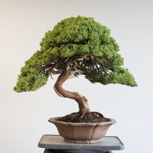 Preparing a juniper for exhibit - Bonsai Tonight