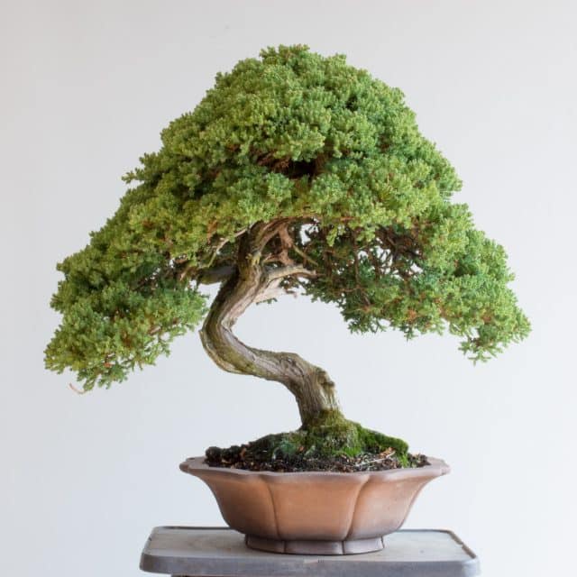 Preparing a juniper for exhibit - Bonsai Tonight