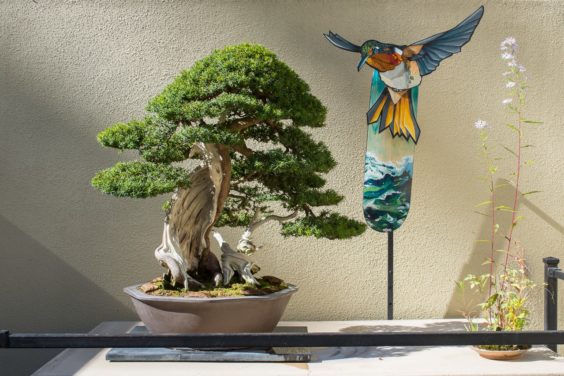 Decked-Out: Korean yew at Pacific Bonsai Museum