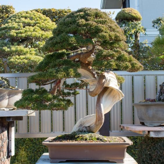 kimura-juniper