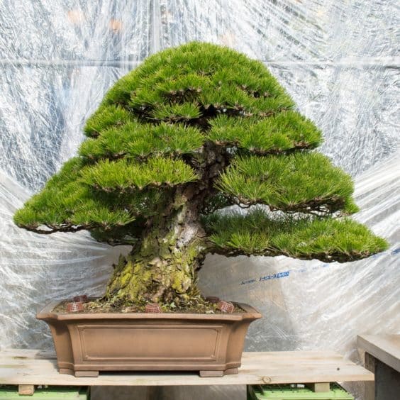 kimura-pine