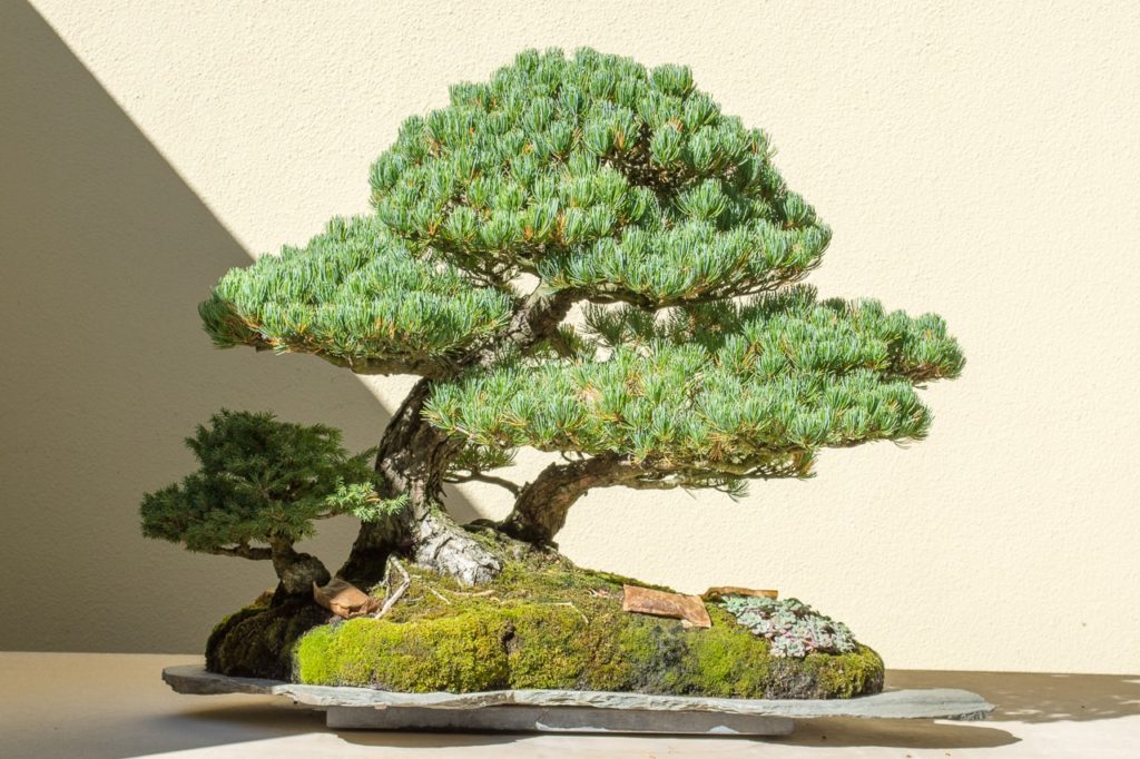 Early fall at the Pacific Bonsai Museum - Bonsai Tonight