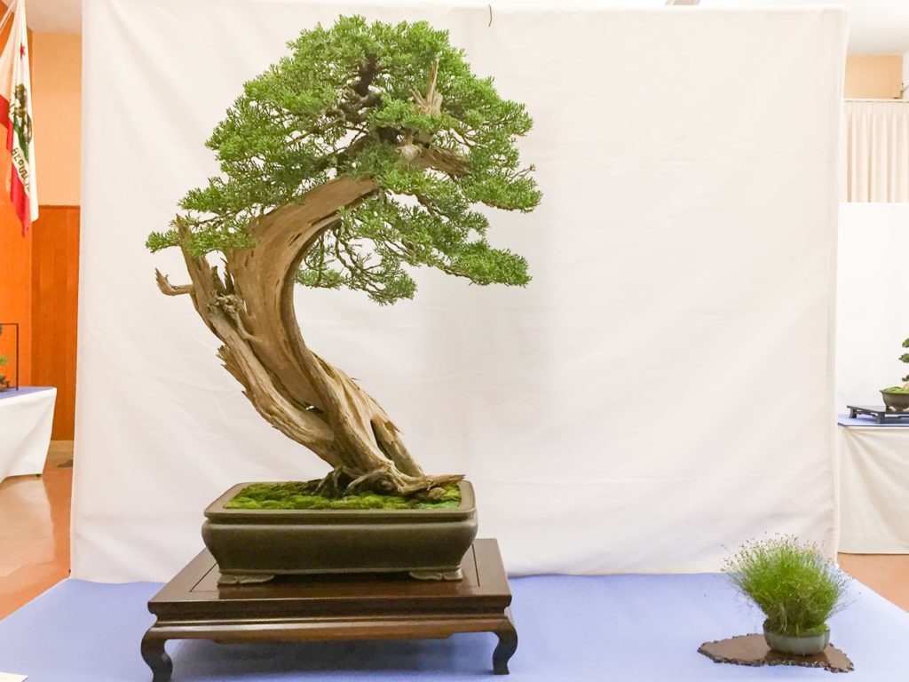 Midori Bonsai Club's 55th annual show Bonsai Tonight