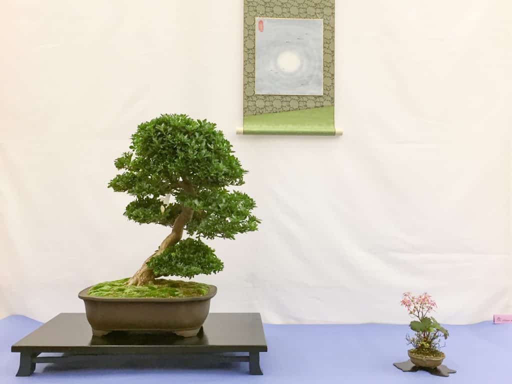 East Bay Bonsai Society 55th annual show Bonsai Tonight