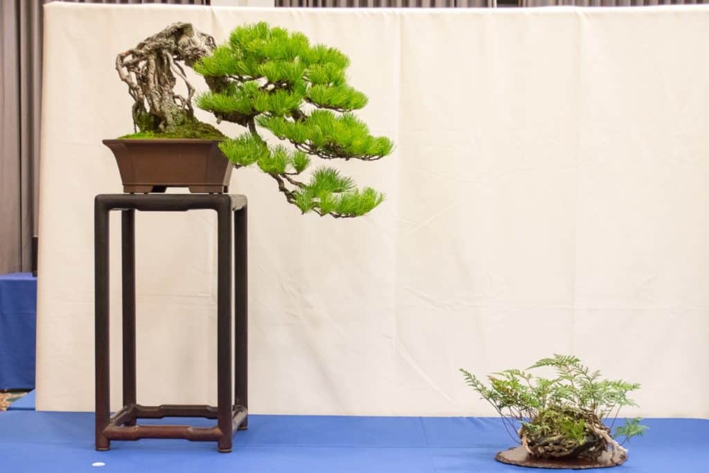 Highlights from the 2016 PNBCA Convention - Bonsai Tonight