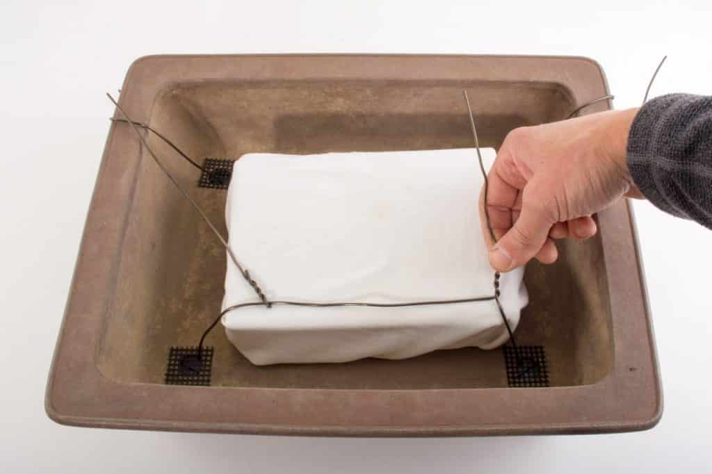 How to secure bonsai in the pot Bonsai Tonight