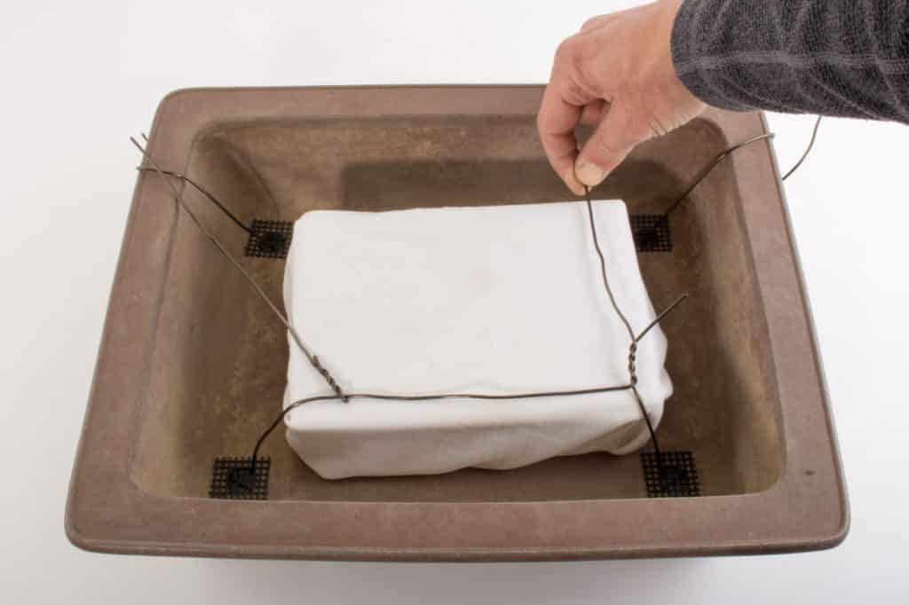 How to secure bonsai in the pot Bonsai Tonight