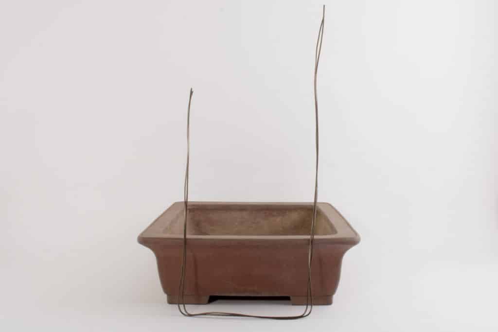 How to secure bonsai in the pot Bonsai Tonight