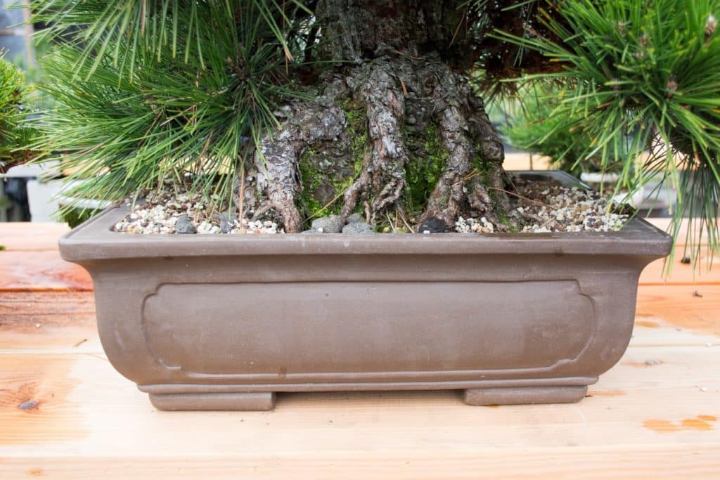 How to tell when something is wrong with your bonsai Bonsai Tonight