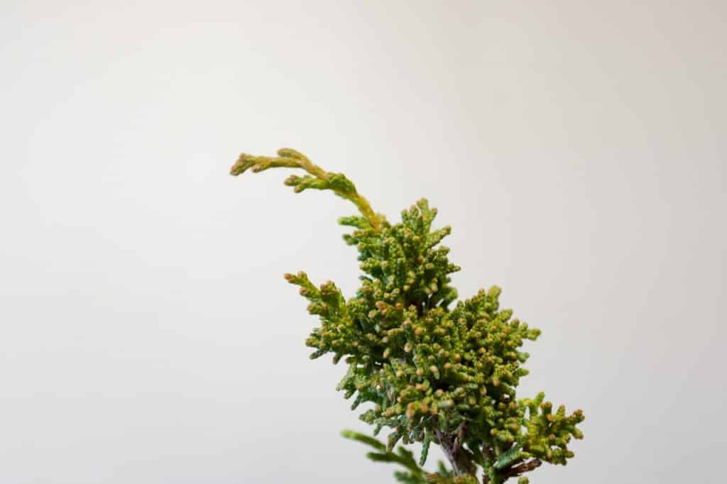 Bonsai: Vigorous Growth & Specialists main image 1