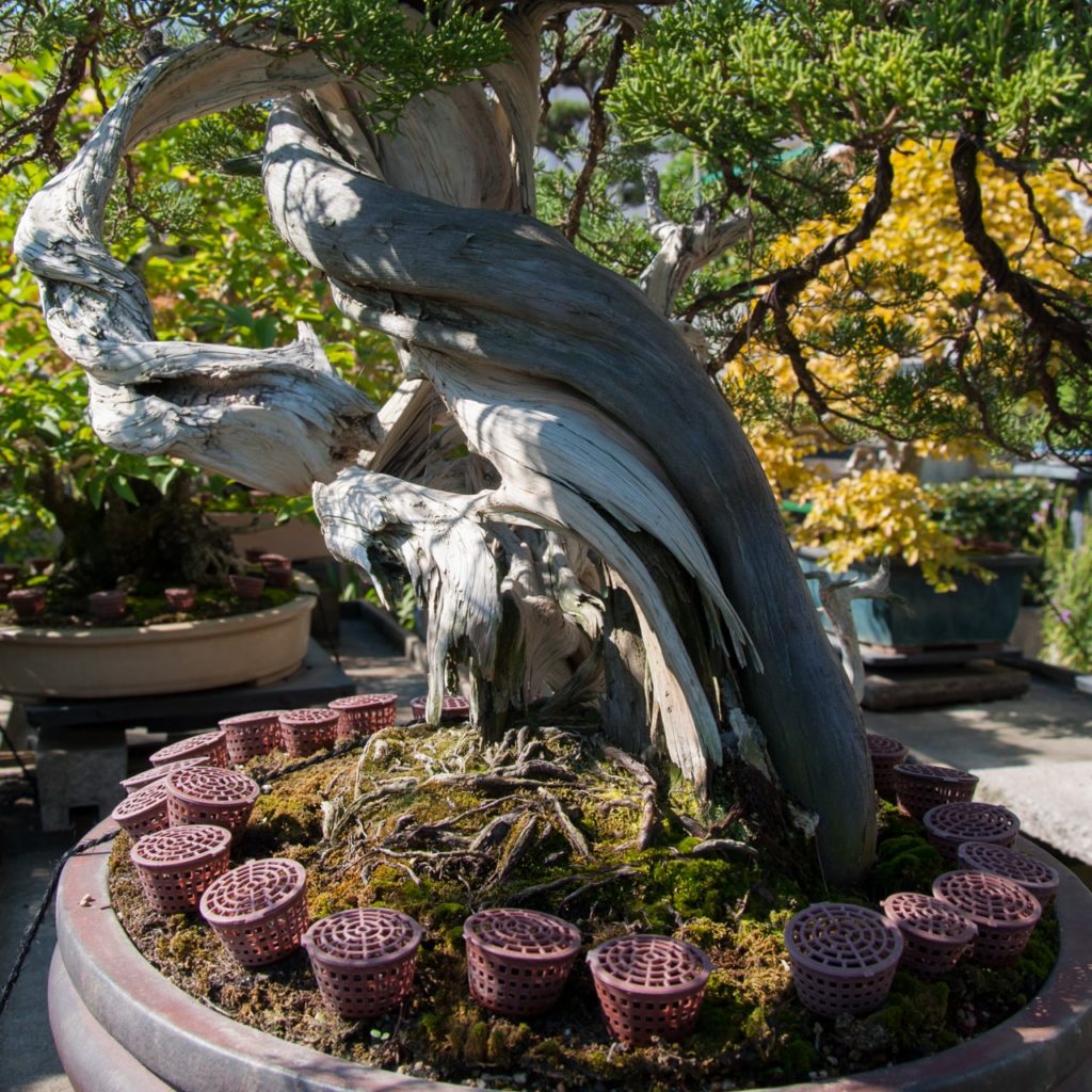 How to fertilize bonsai Bonsai Tonight