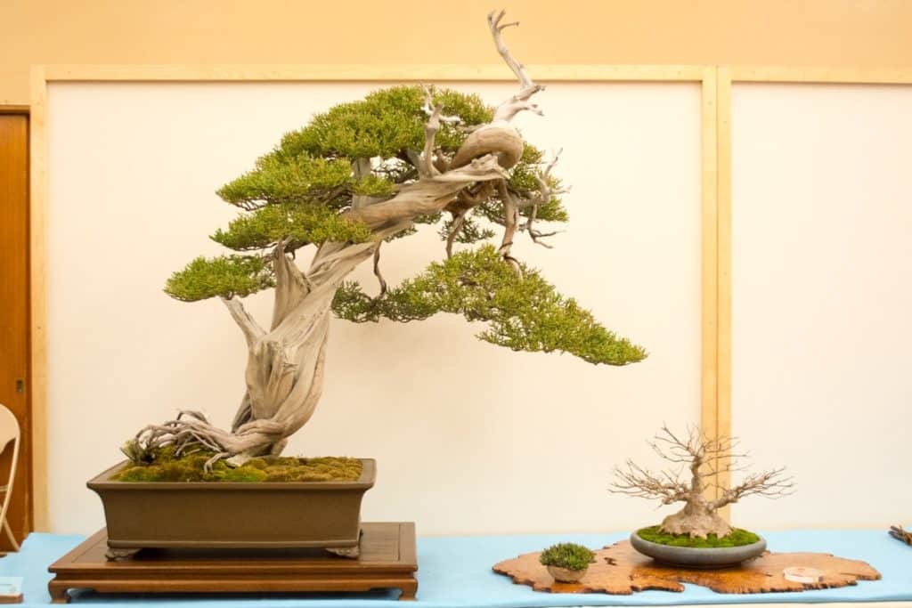 Large and mediumsized bonsai at Bay Island Bonsai's 18th exhibit