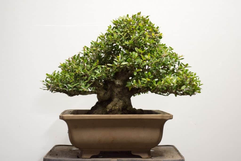 Pot selection exercise - Yaupon holly - Bonsai Tonight