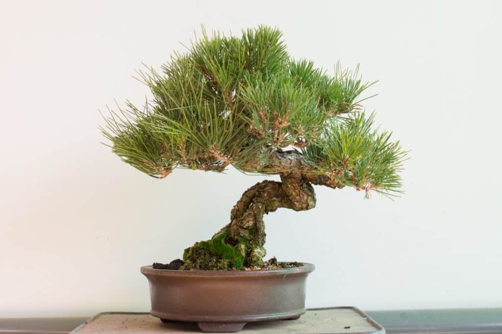 Different Approaches To Exposed Root Pine Bonsai - Bonsai Tonight