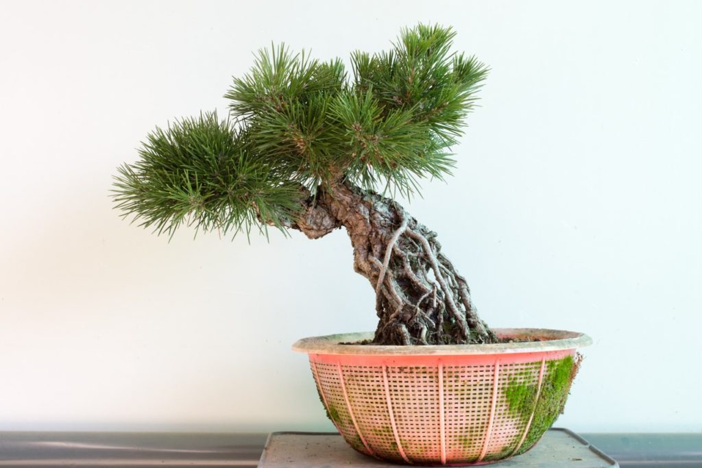 Different approaches to exposed root pine bonsai - Bonsai Tonight