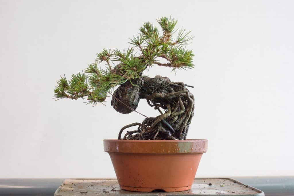 Improving exposed root pine bonsai with a single bend Bonsai Tonight
