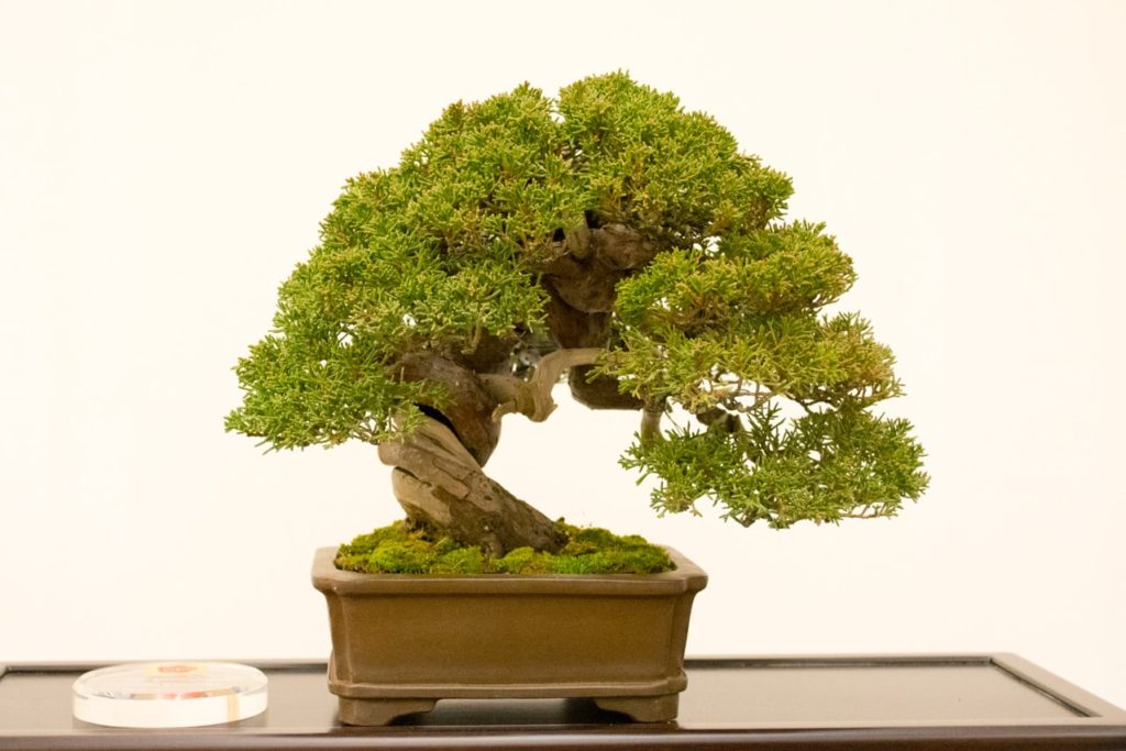 Prizewinning trees at Bay Island Bonsai's 18th annual exhibit Bonsai Tonight