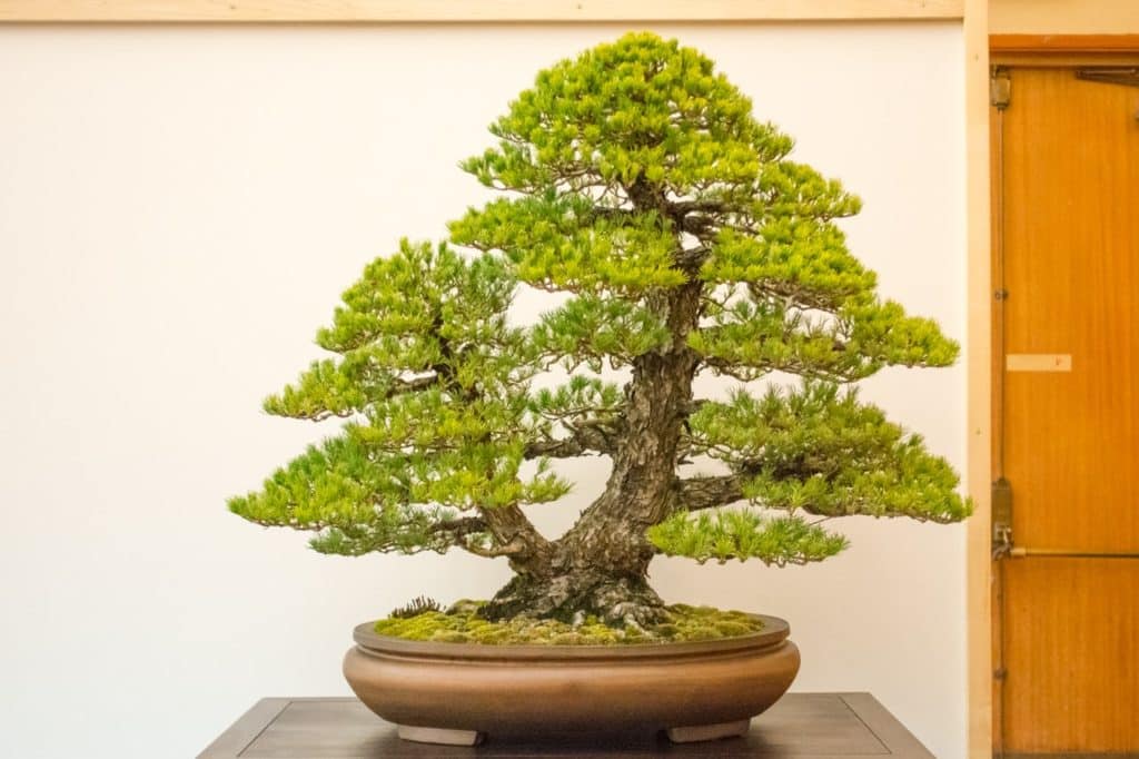 Prize-winning trees at Bay Island Bonsai's 18th annual exhibit - Bonsai ...