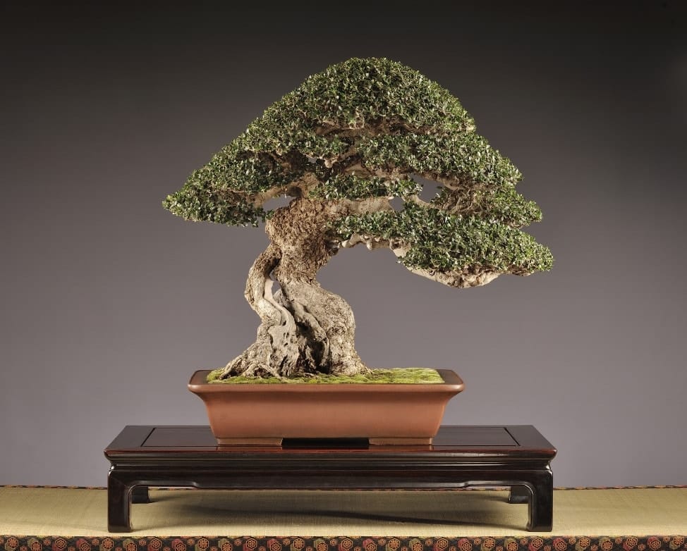 Award-winning bonsai at the 18th Noelanders Trophy - Bonsai Tonight