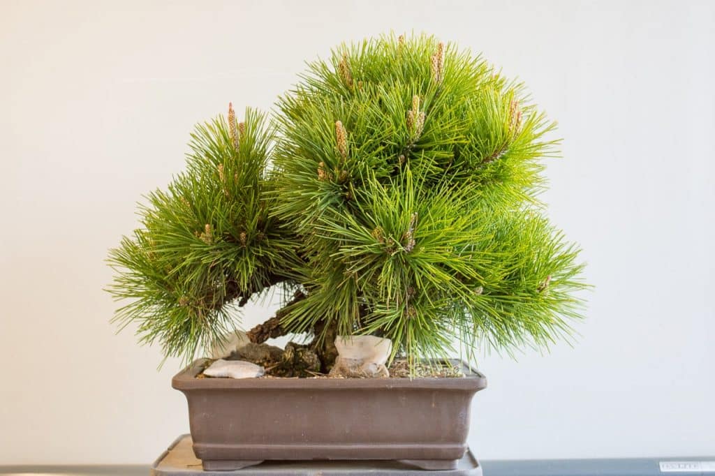 Thinning a cork bark black pine - Bonsai Tonight