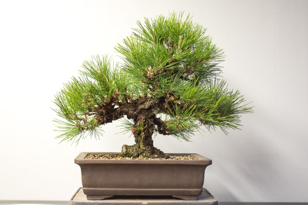 Thinning a cork bark black pine Bonsai Tonight