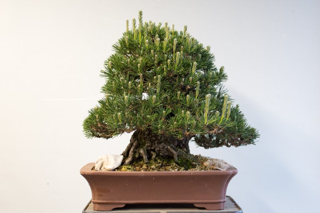 Reducing branch vigor on black pine bonsai - Bonsai Tonight