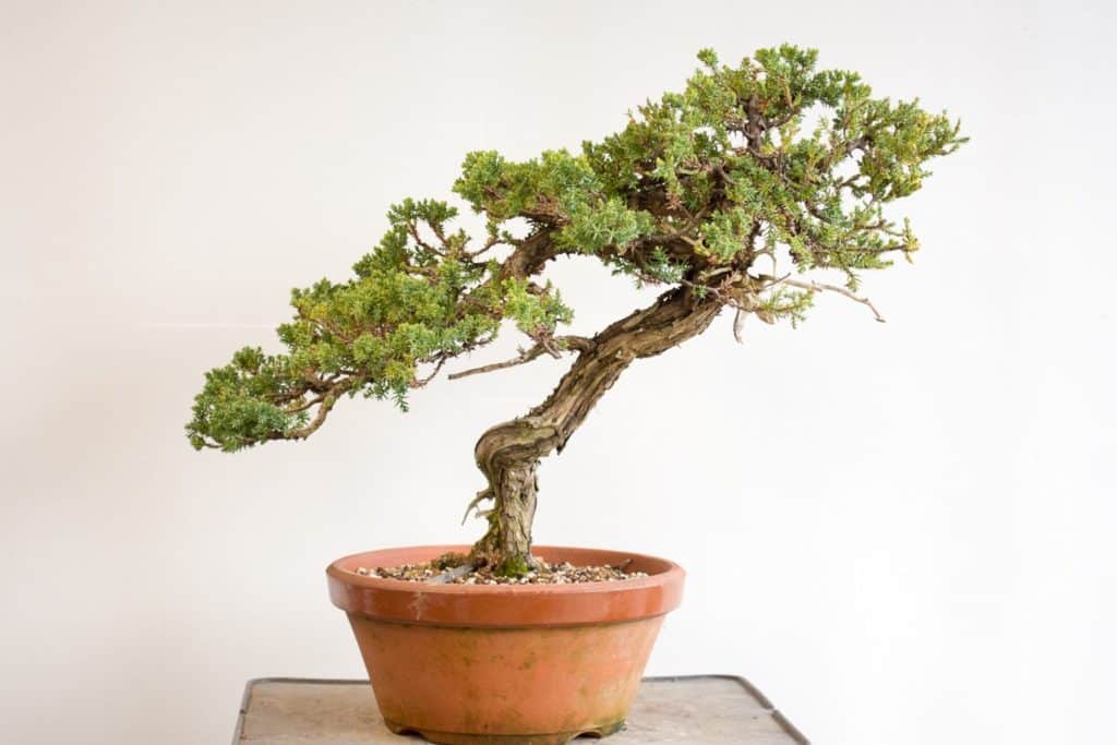 Identifying suitable material for bonsai - part 4 of 5 - Bonsai Tonight