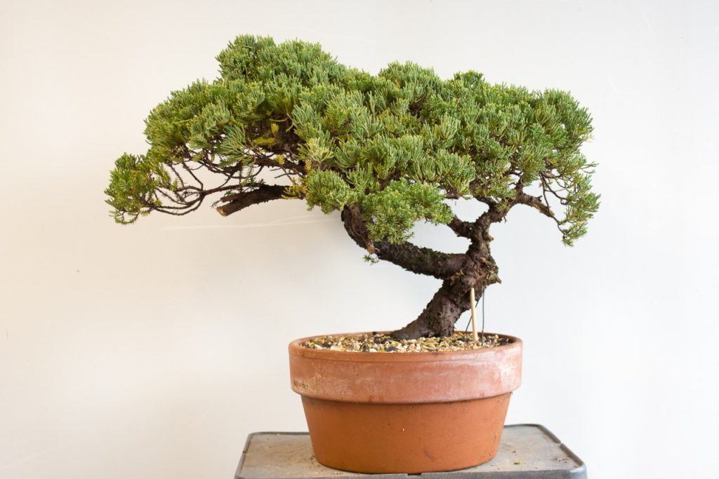 Identifying suitable material for bonsai - part 3 of 5 - Bonsai Tonight