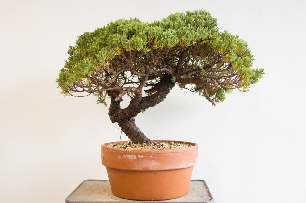 Identifying suitable material for bonsai - part 3 of 5 - Bonsai Tonight