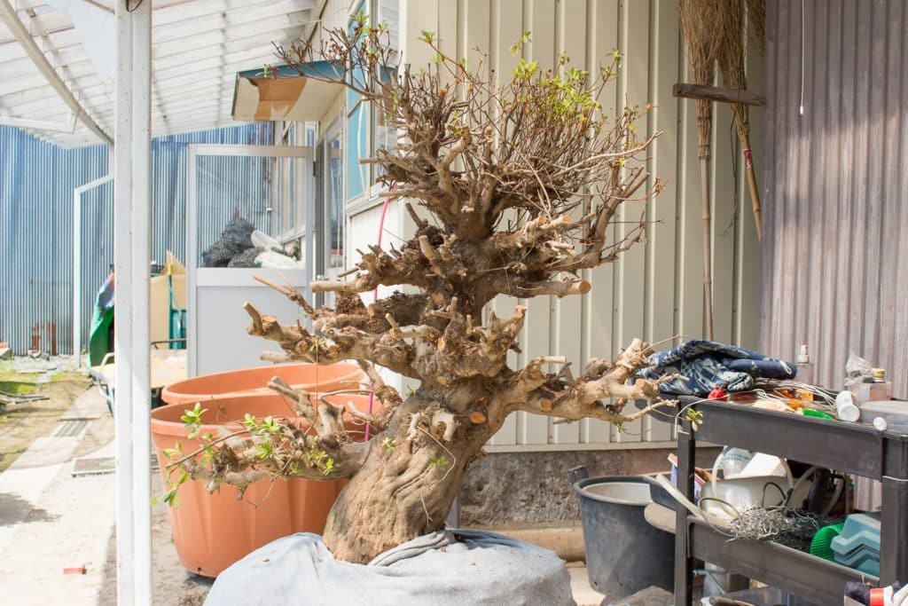 Azaleas in development at Kobayashi Sangyou satsuki bonsai garden