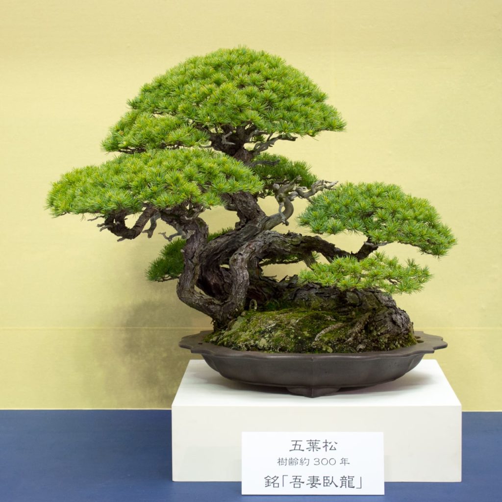 Bonsai from the Funayama Collection at the World Bonsai Convention ...