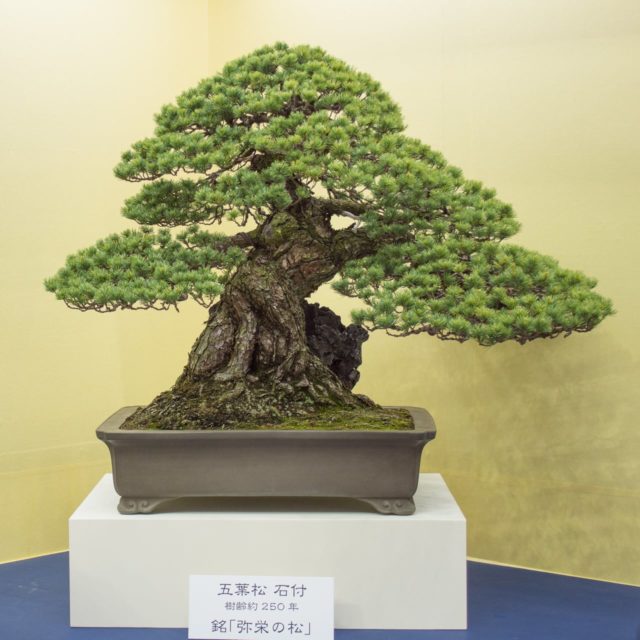 Bonsai From The Funayama Collection At The World Bonsai Convention 