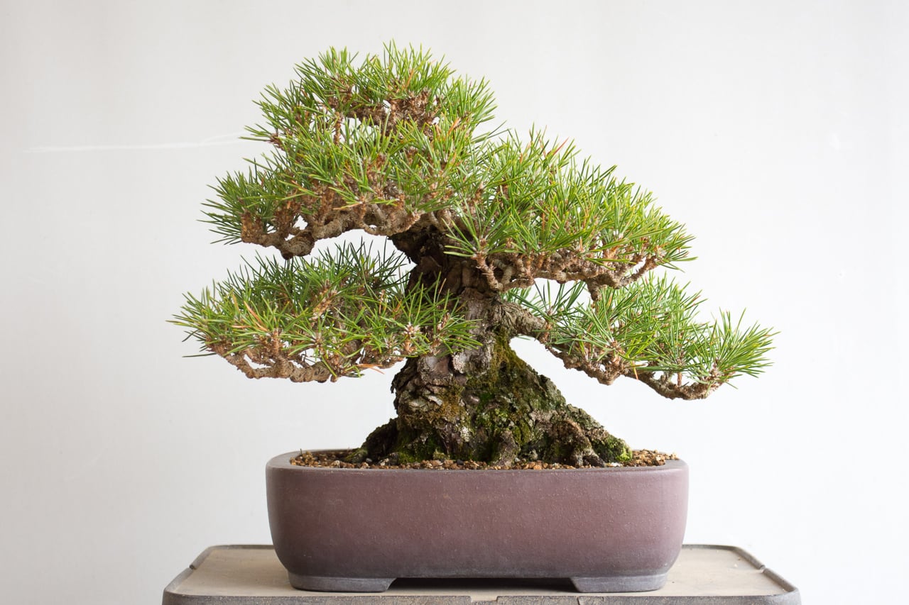 Be gentle with pines - Bonsai Tonight