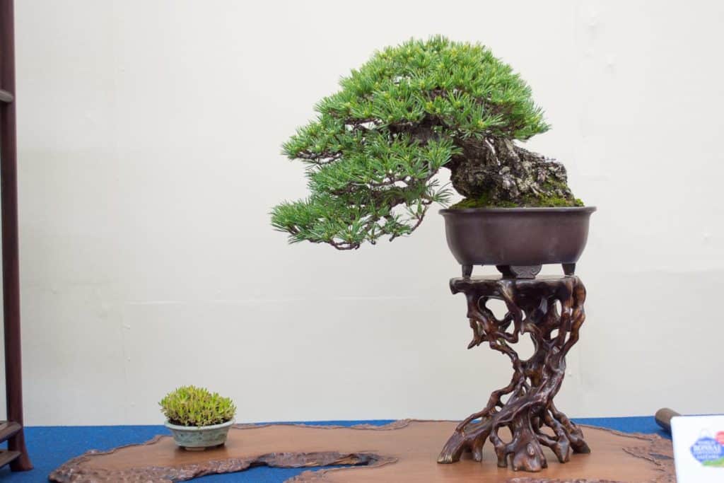 Small trees at their best shohin bonsai on display at the 2017 WBC