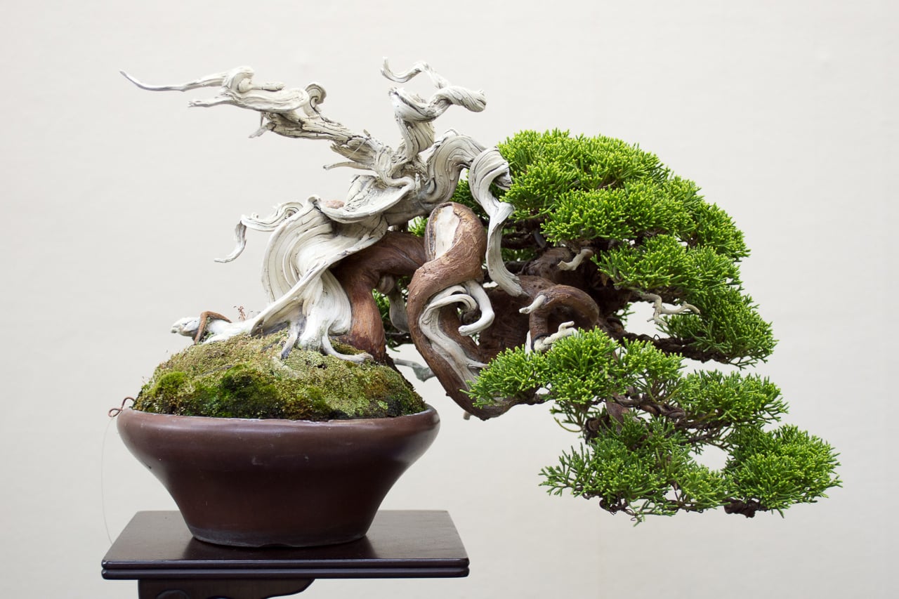 Small trees at their best  shohin bonsai  on display at 