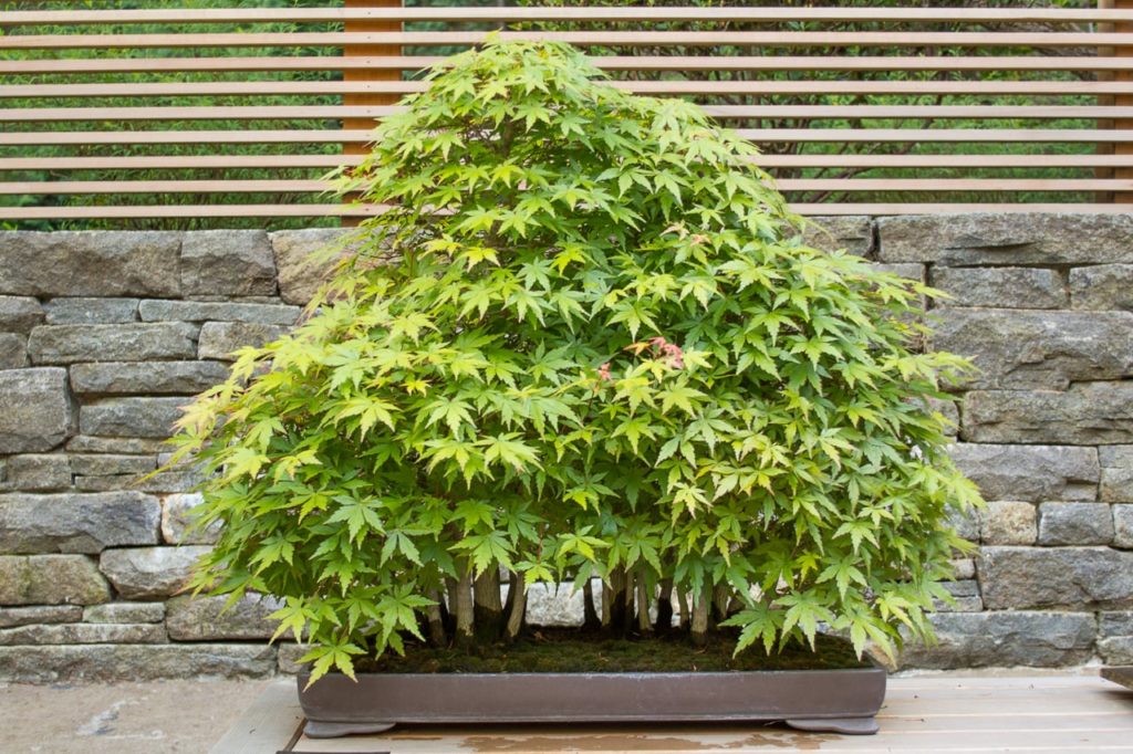 New bonsai display at the Portland Japanese Garden Bonsai Tonight
