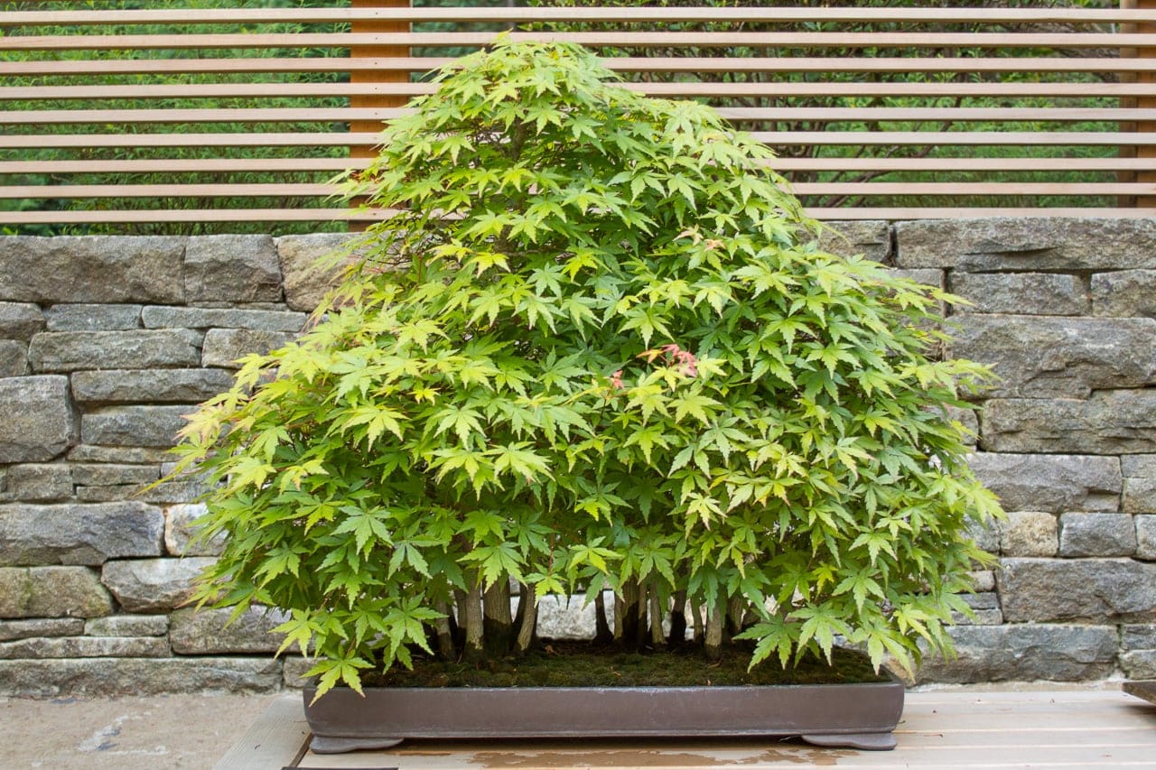 New bonsai display at the Portland Japanese Garden Bonsai Tonight