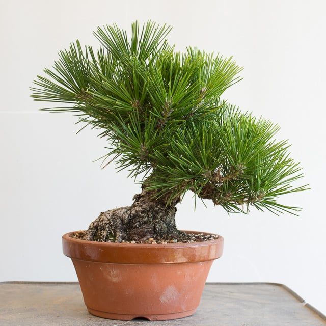 Bonsai Tonight - An educational website about the styling, care and ...