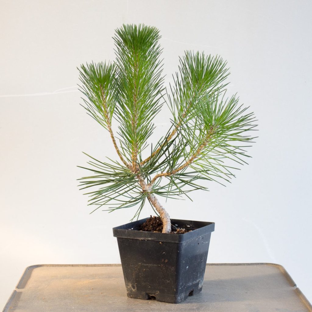 Larger pots make a big difference for young pines - Bonsai Tonight