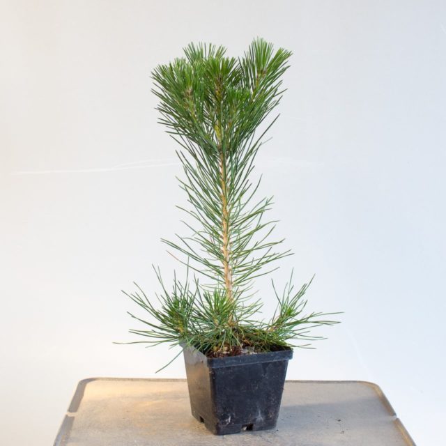 Larger pots make a big difference for young pines - Bonsai Tonight