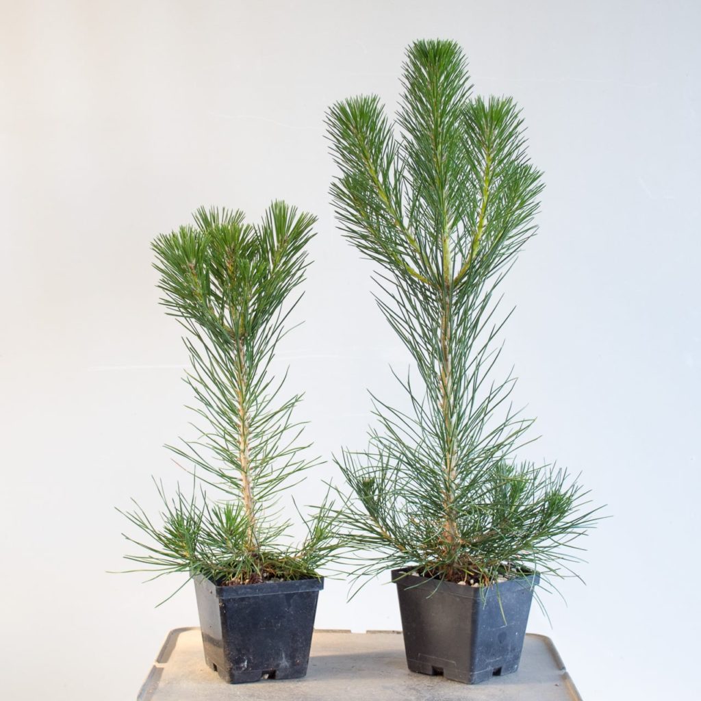 Larger pots make a big difference for young pines - Bonsai Tonight