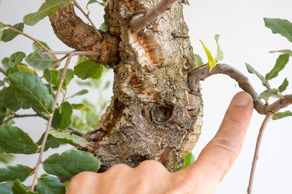 Developing a young cork oak bonsai Bonsai Tonight