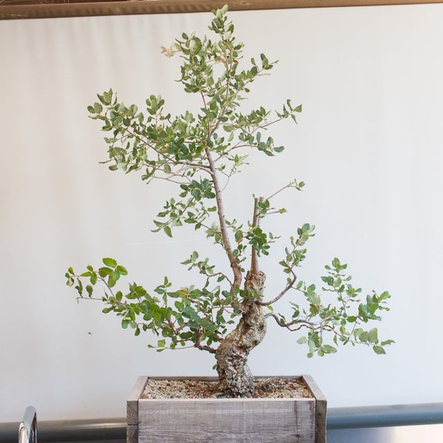 Developing a young cork oak bonsai Bonsai Tonight