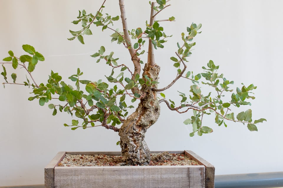 Developing a young cork oak bonsai Bonsai Tonight
