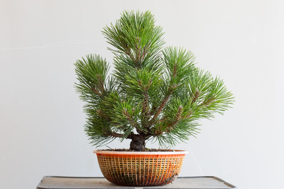 Thinning young cork bark pine bonsai Bonsai Tonight